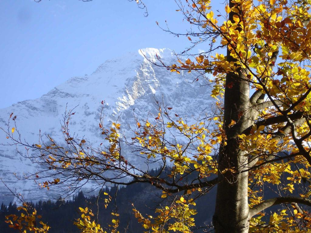 Beim See Grindelwald Exterior foto